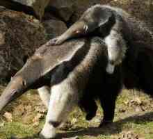 Giant anteater: местообитание, интересни факти, снимка