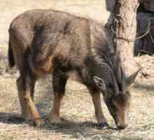 Хималайска коза: описание, размножаване, възпроизвеждане