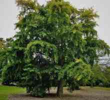 Гинко (дърво): описание, снимка, приложение в народната медицина