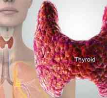 Хистология на щитовидната жлеза: как става това, тълкуването на резултатите. Структурата и…