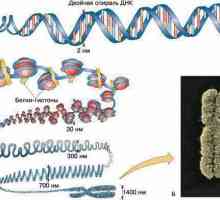 Хистон и нехистонови протеини: видове, функции