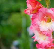 Gladiolus: кацане и грижи на открито