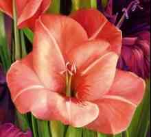 Gladiolus: грижи и култивация. Съвети от опитни градинари