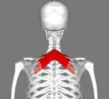 Основните мускули са: горната част на задния зъбен мускул