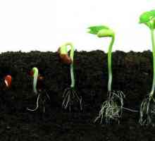 Основните условия за покълване на семената