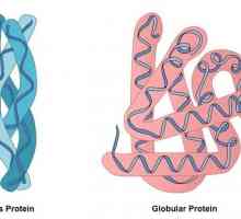 Глобулиран протеин: структура, структура, свойства. Примери за глобули и фибриларни протеини