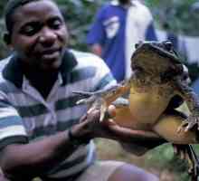 Голиат е най-голямата жаба в света