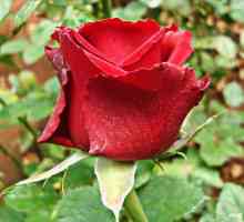 Холандска роза - цвете за всички