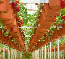 Холандска технология за отглеждане на ягоди през цялата година: как да я използвате правилно?