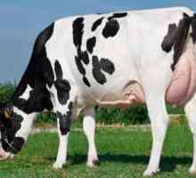 Холщайн порода крави: характерен. Млечни крави