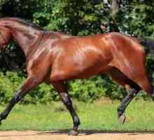 Холандски порода коне: характеристики, снимки, характеристики