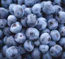 Blueberry Duke: описание на разнообразието и особеностите на отглеждането