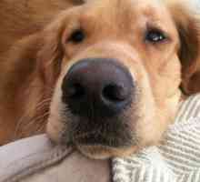 Носът на горещото куче: причини, какво да правим?
