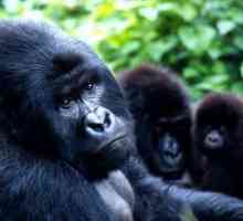 Планина горила: снимка, описание