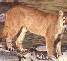 Планинският лъв е голяма и хищническа котка. Възпроизвеждане, хранене и снимка на животното