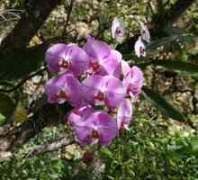 Кофи за орхидеи: какво трябва да бъде? Вътрешни орхидеи: Грижа