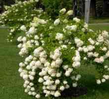Hydrangea "Grandiflora" - буйна цъфтяща храст за вашата градина
