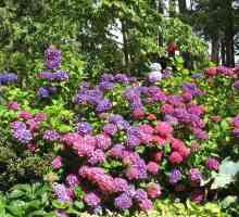 Hortensia с големи листа: сортове зимата-храсти (преглед)