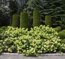 Hydrangea `litl lime` - ароматни нотки на есенната градина