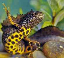Crested newt: снимки, интересни факти