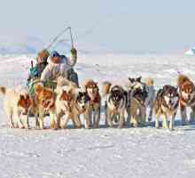 Гренландско куче - описание на породата