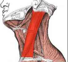 Кръв-ключикулярно-мастоиден мускул: основната роля в човешкото тяло