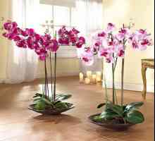 Почва за phalaenopsis орхидея какво е необходимо?