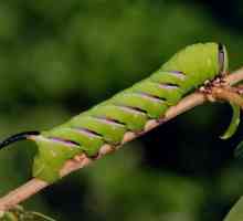 Caterpillar с рог на опашката: снимка, както се нарича