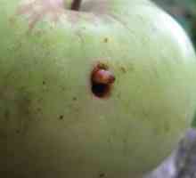 Гъбеници на ябълковото дърво: методи на борба