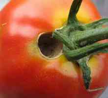 Капиляри на домати в оранжерия: как да се борим? Ефективни методи и методи на обработка