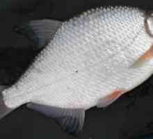 Хлебари - сладководна риба