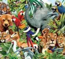 Характеристики на животинското царство, признаци на животни, местообитания