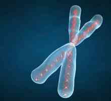 Химическият състав на хромозомата. Структура, функции и класификация на хромозомите