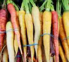 Химическият състав на морковите и тяхната хранителна стойност