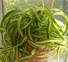 Chlorophytum curly: грижа за дома, описание и възпроизвеждане