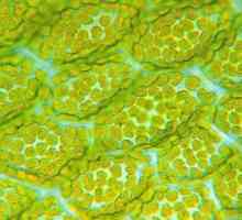 Хлорпласт е зелен клетъчен органел