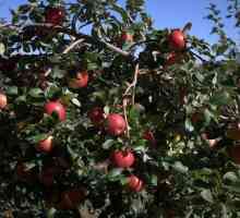 Honey Crisp, ябълка през зимата: описание на сорта