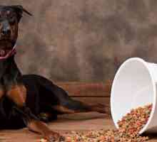 Добра и евтина кучешка храна: описание, производители