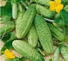 Добри сортове краставици за очистене и консервиране: видове, описание, характеристики