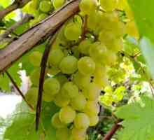 Съхранение на грозде през зимата. Как да съхраняваме гроздето през зимата?