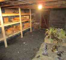 Съхранение на цвекло в мазето или Как да си осигурите пресни зеленчуци за цялата година