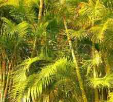 Chrysalidocarpus: грижа за дома, снимка