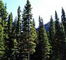 Иглолистна гора - източник на добро здраве