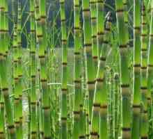 Хърбърд хибернация: растение с невероятни лечебни свойства