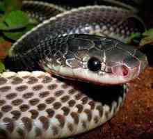 Иглена змия (Mehelya capensis): описание, начин на живот, храна