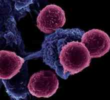 Имунокомпетентните фагоцити са клетки с активен имунитет