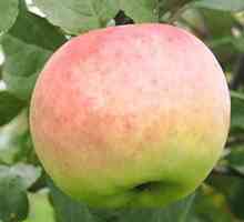 Imus (ябълково дърво): описание, описание, ревюта