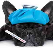 "Имунофан" за кучета: инструкции за употреба, аналози и рецензии. Можеш ли да кажеш…