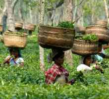 Индийската провинция Асам: производственият чай е един от международните лидери
