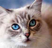 Инфекциозен или вирусен перитонит при котки: симптоми и лечение